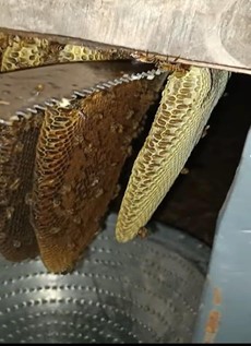 honey harvesting technique showing honeycombs and gentle handling on my farm.jpg